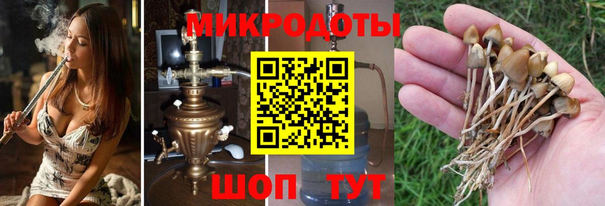 Выборг  Галлюциногенные грибы Cubensis  Вход с VPN 